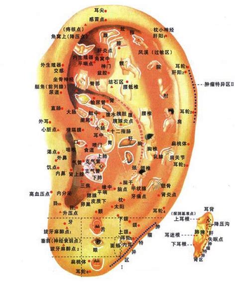 耳貼是什麼|淺談耳穴敷貼療法